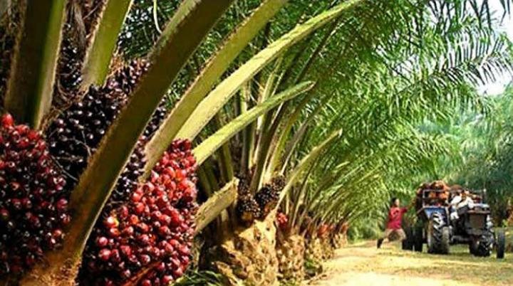 Waduh... Harga Sawit di Petani Swadaya Dumai Cuma Rp600 per Kg